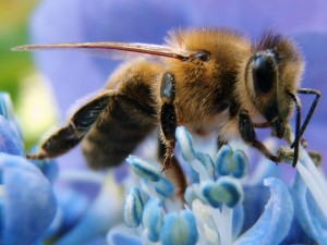 abeille-a-miel